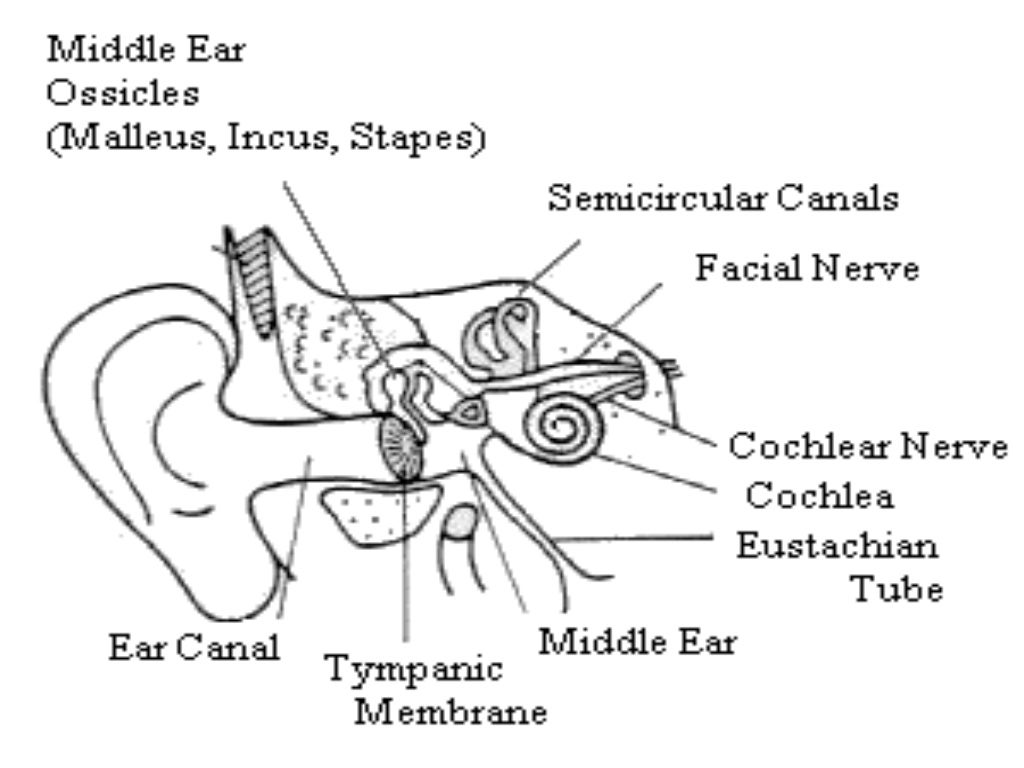 Gross anatomy of the ‘ear’