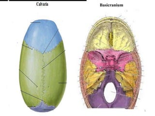 Gross anatomy of the head and neck | PPTX