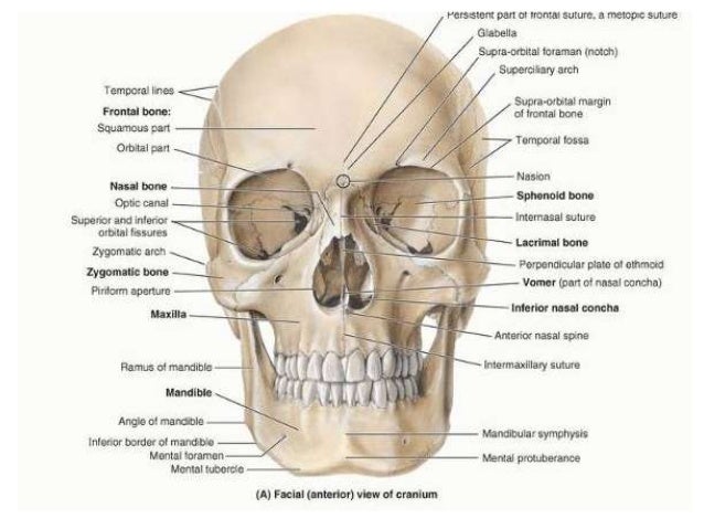 Gross Anatomy Of The Head And Neck