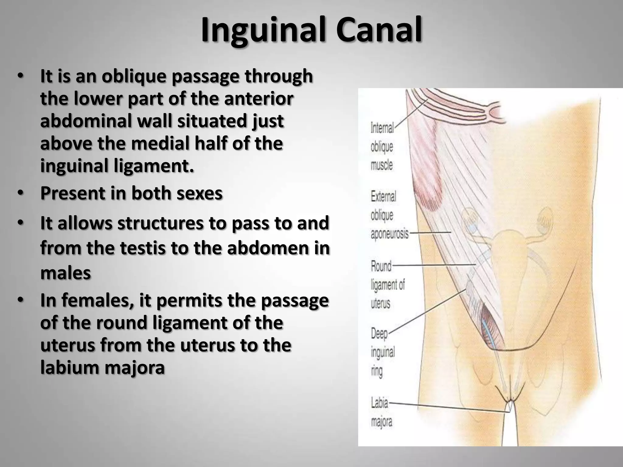 Anatomy Of Inguinal Canal Ppt Canal Inguinal