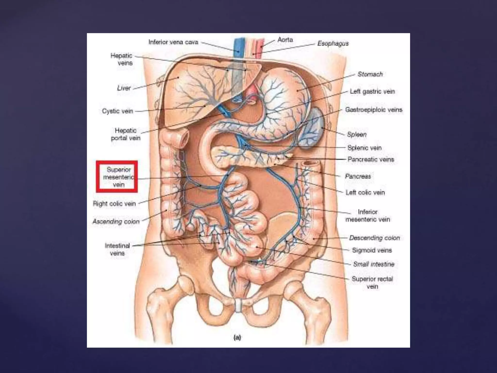 Jenum Gross anatomy of the jejunum , including blood and nerve supply, venous ...