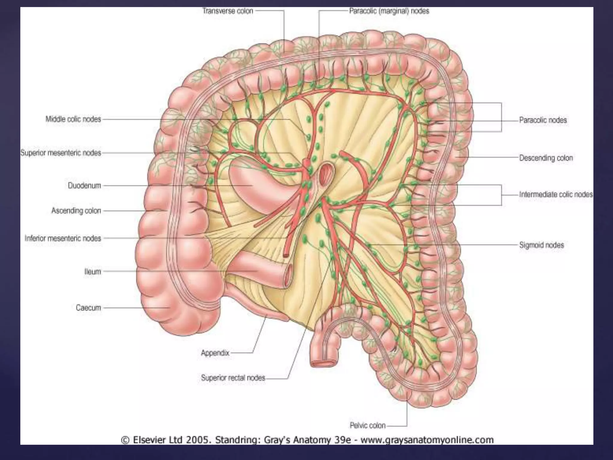 Jenum Gross anatomy of the jejunum , including blood and nerve supply, venous ...