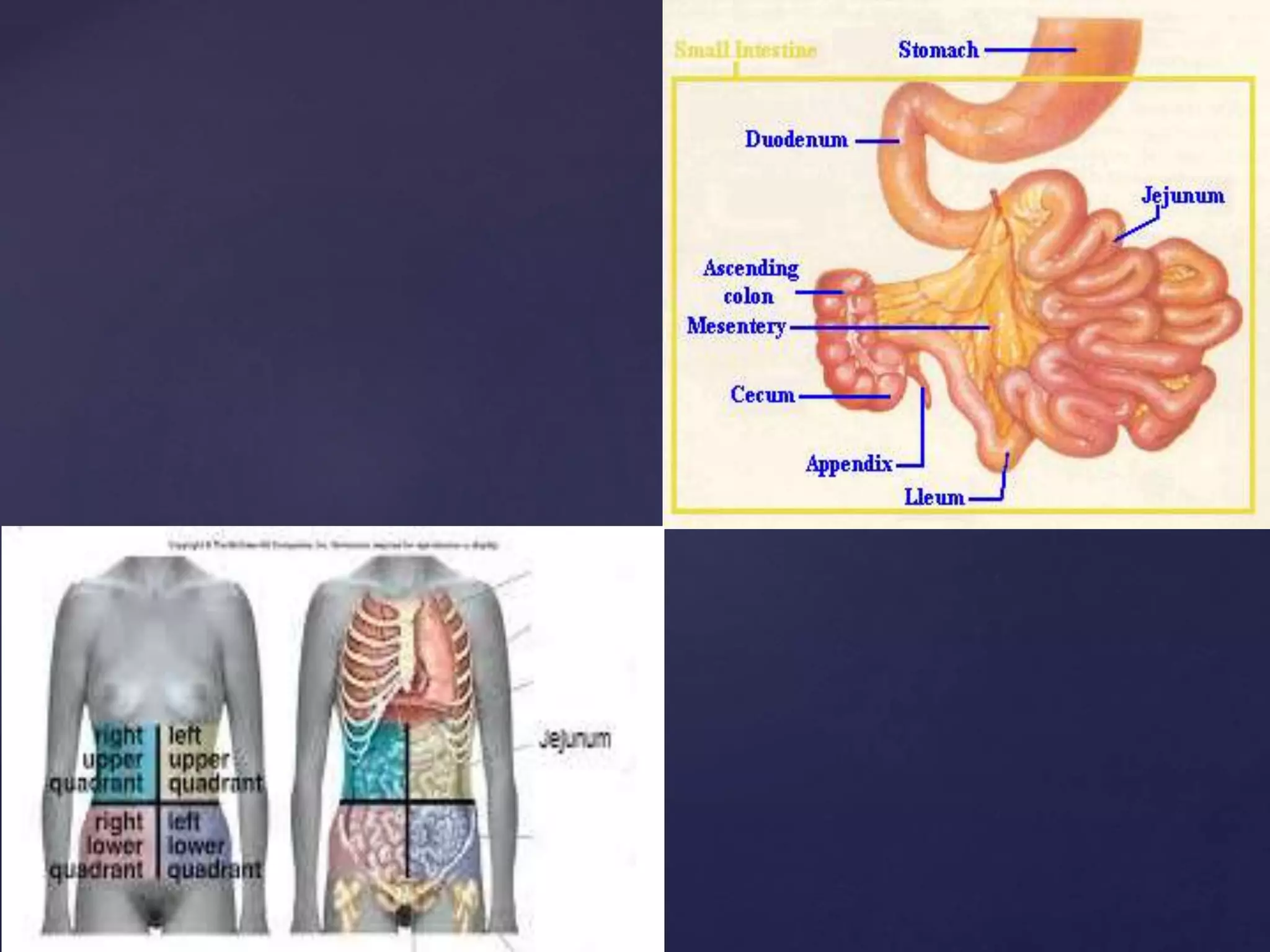 Jenum Gross anatomy of the jejunum , including blood and nerve supply, venous ...