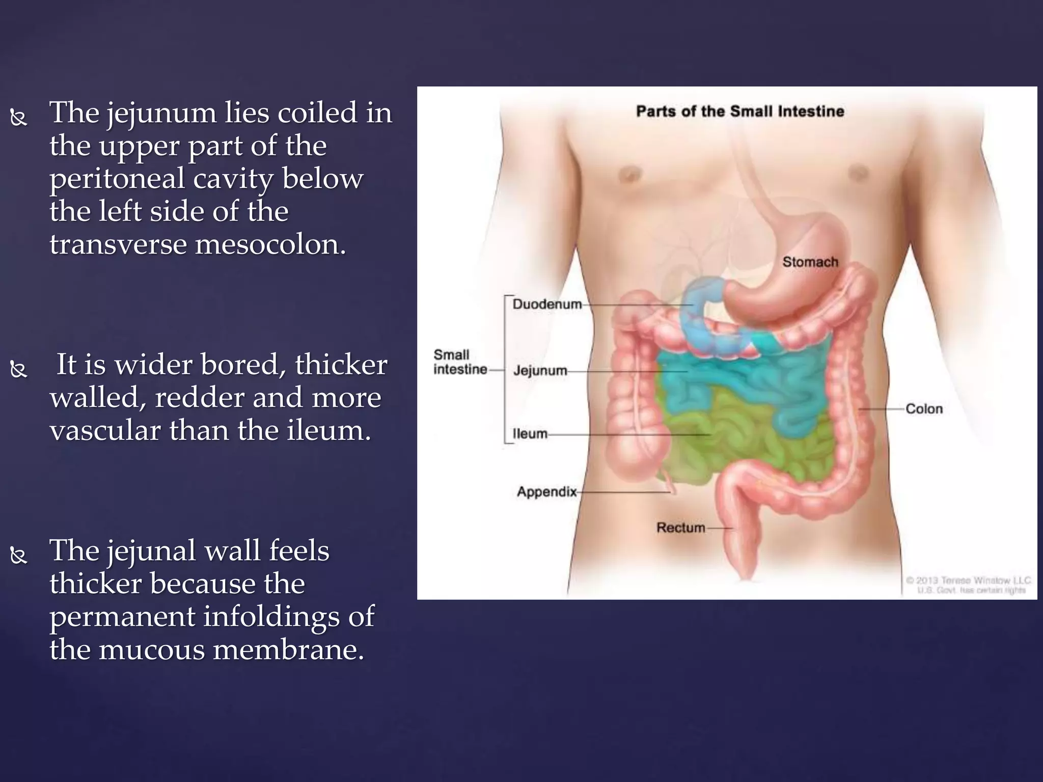 Jenum Gross anatomy of the jejunum , including blood and nerve supply, venous ...