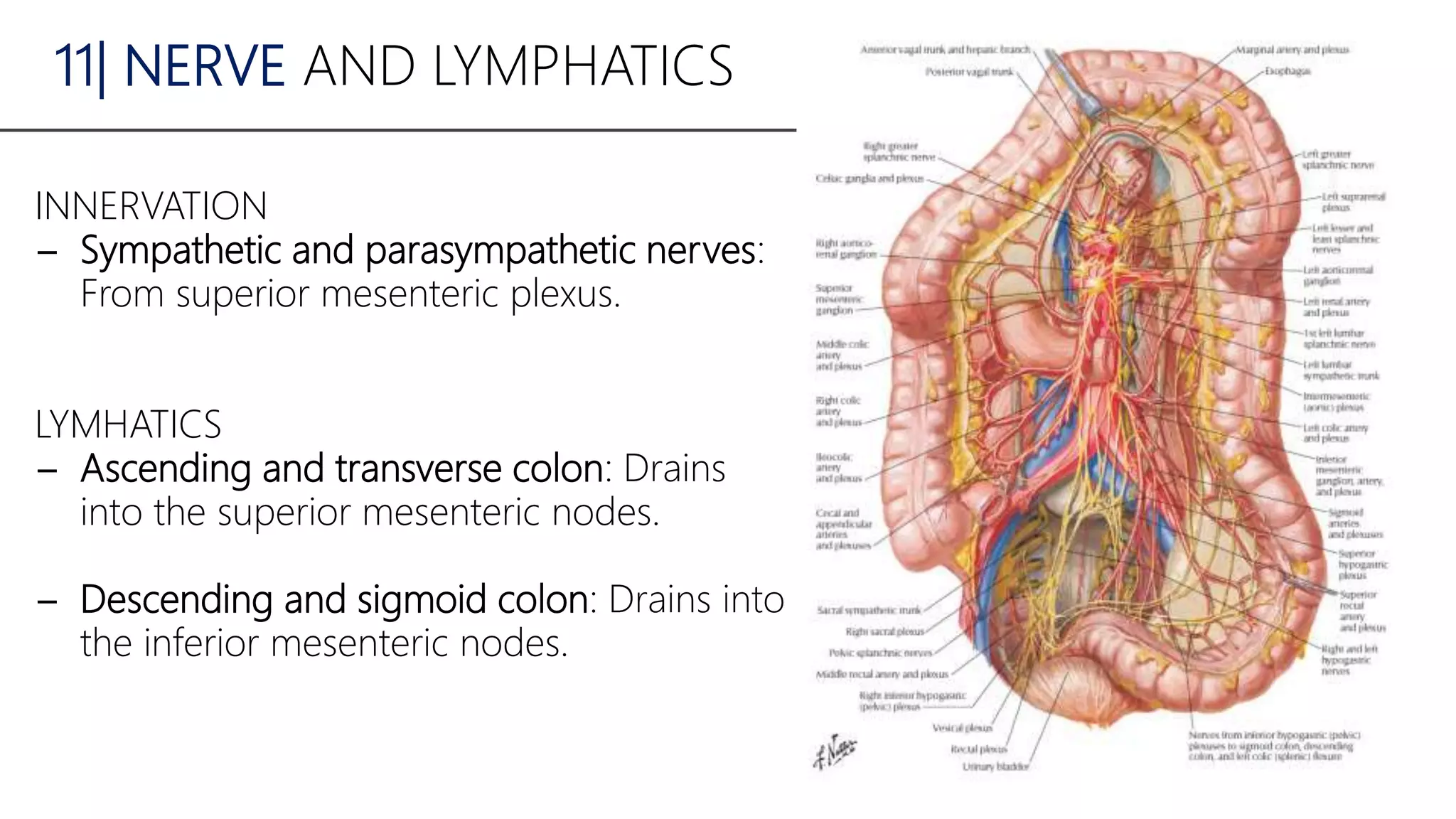 A seminar presentation on gross anatomy of the large intestine | PPTX