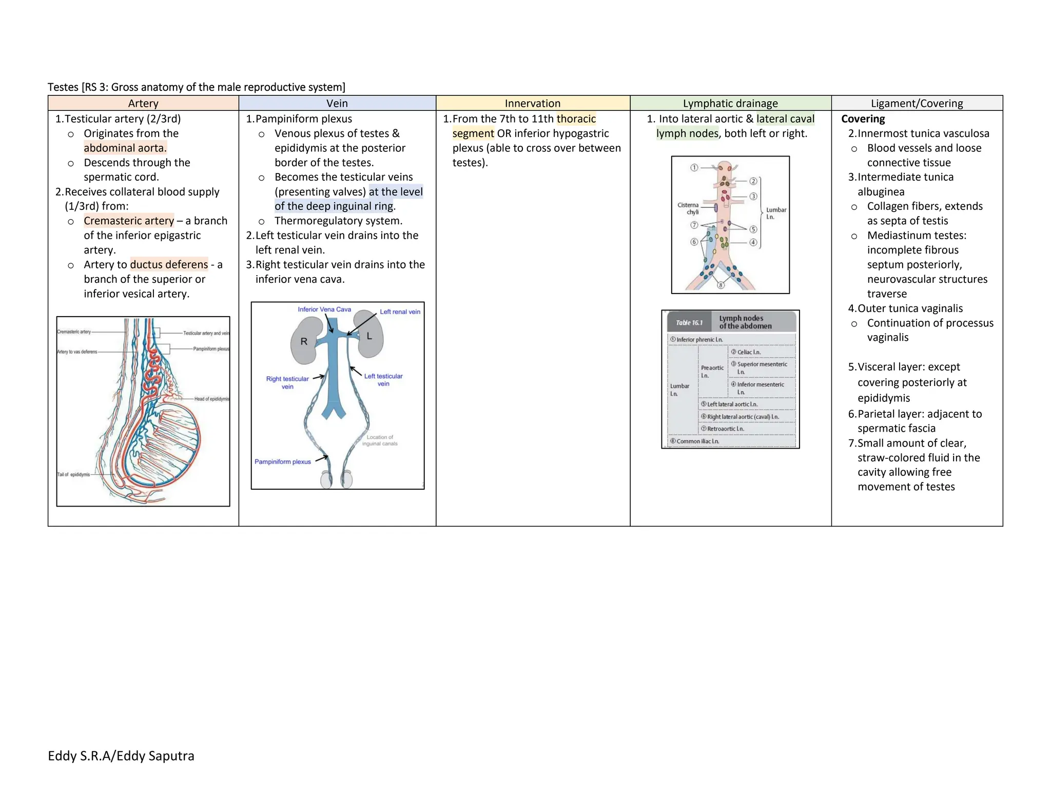 back-to-basic-artery-vein-of-the-male-reproductive-system-pdf