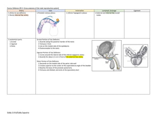 back-to-basic-artery-vein-of-the-male-reproductive-system-pdf