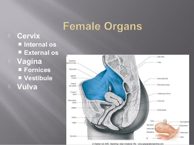 Gross anatomy of the reproductive system