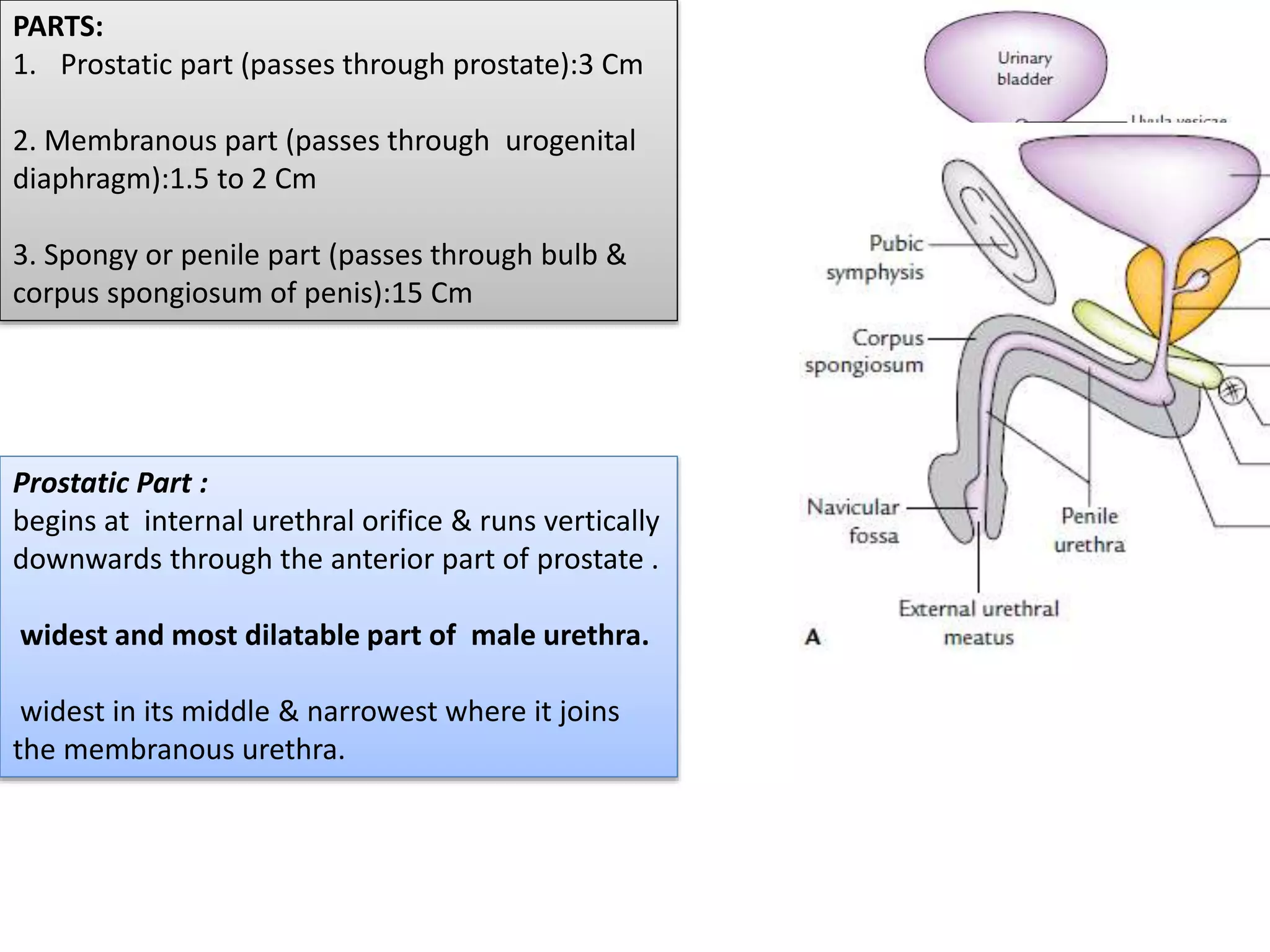 Gross anatomy of urinary system - II | PPTX