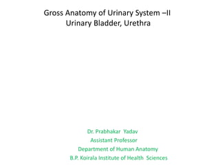 Gross Anatomy of Urinary System –II
Urinary Bladder, Urethra
Dr. Prabhakar Yadav
Assistant Professor
Department of Human Anatomy
B.P. Koirala Institute of Health Sciences
 