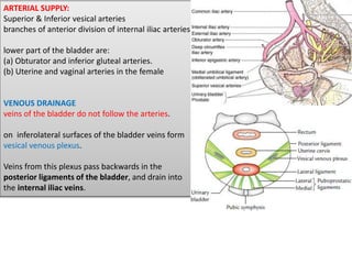 Gross anatomy of urinary system - II
