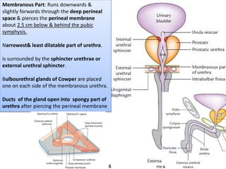 Gross anatomy of urinary system - II