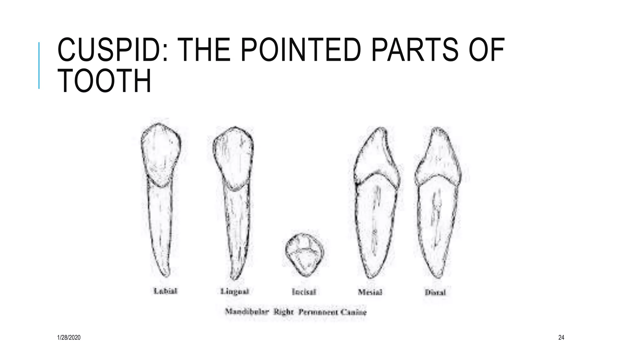Gross anatomy of the oral cavity | PPTX