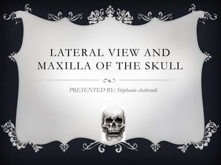 LATERAL VIEW AND
MAXILLA OF THE SKULL
PRESENTED BY: Stephanie chahrouk
 