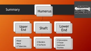 Summary
Humerus
Upper
End
-Head
-Neck
-2 Tubercles
Shaft
-3 Borders
-3 Surfaces
Lower
End
-2 Epicondyles
-3 Fossae
-Capitulum
-Trochlea
 