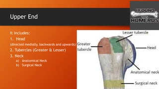 Upper End
It includes:
1. Head
(directed medially, backwards and upwards)
2. Tubercles (Greater & Lesser)
3. Neck
a) Anatomical Neck
b) Surgical Neck
 