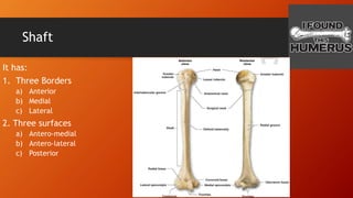 Shaft
It has:
1. Three Borders
a) Anterior
b) Medial
c) Lateral
2. Three surfaces
a) Antero-medial
b) Antero-lateral
c) Posterior
 