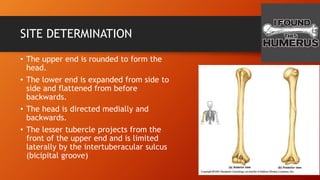 SITE DETERMINATION
• The upper end is rounded to form the
head.
• The lower end is expanded from side to
side and flattened from before
backwards.
• The head is directed medially and
backwards.
• The lesser tubercle projects from the
front of the upper end and is limited
laterally by the intertuberacular sulcus
(bicipital groove)
 