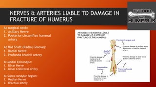 NERVES & ARTERIES LIABLE TO DAMAGE IN
FRACTURE OF HUMERUS
At surgical neck:
1. Axillary Nerve
2. Poeterior circumflex humeral
artery
At Mid Shaft (Radial Groove):
1. Radial Nerve
2. Profunda brachii artery
At Medial Epicondyle:
1. Ulnar Nerve
2. Ulnar Collateral artery
At Supra condylar Region:
1. Median Nerve
2. Brachial artery
 