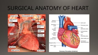Comprehensive Guide to Gross Examination and Tissue Handling of Heart ...