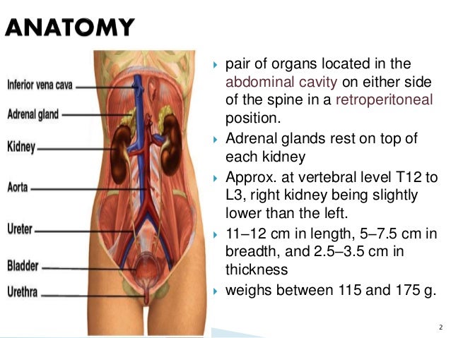 Grossing Of Kidney Tumors