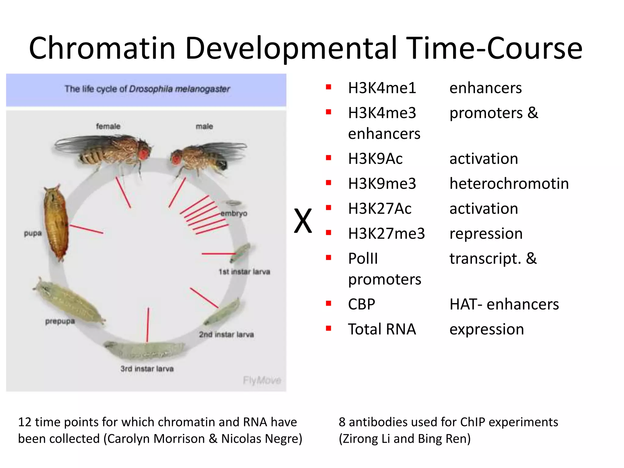 Chromatin Developmental Time-CourseH3K4me1 	enhancersH3K4me3		promoters & enhancersH3K9Ac		activationH3K9me3		heterochromotinH3K27Ac		activationH3K27me3	repressionPolII			transcript. & promotersCBP			HAT- enhancersTotal RNA		expressionX12 time points for which chromatin and RNA have been collected (Carolyn Morrison & Nicolas Negre)8 antibodies used for ChIP experiments (Zirong Li and Bing Ren)
