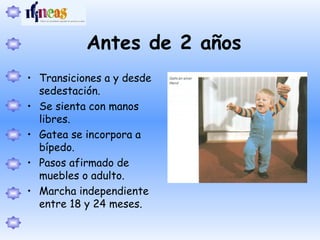 Antes de 2 años
• Transiciones a y desde
sedestación.
• Se sienta con manos
libres.
• Gatea se incorpora a
bípedo.
• Pasos afirmado de
muebles o adulto.
• Marcha independiente
entre 18 y 24 meses.
 