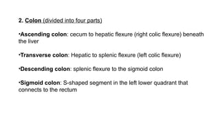 Shape Collon gross of intestine.pptximportant topic for pathology | PPTX