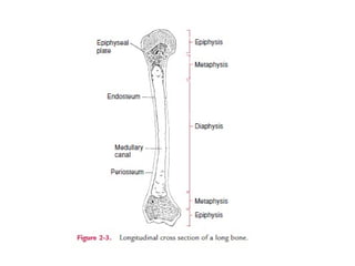 Gross structure of adult long bone | PPT