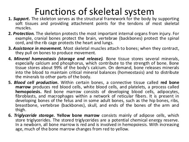 What is the function of long bones?