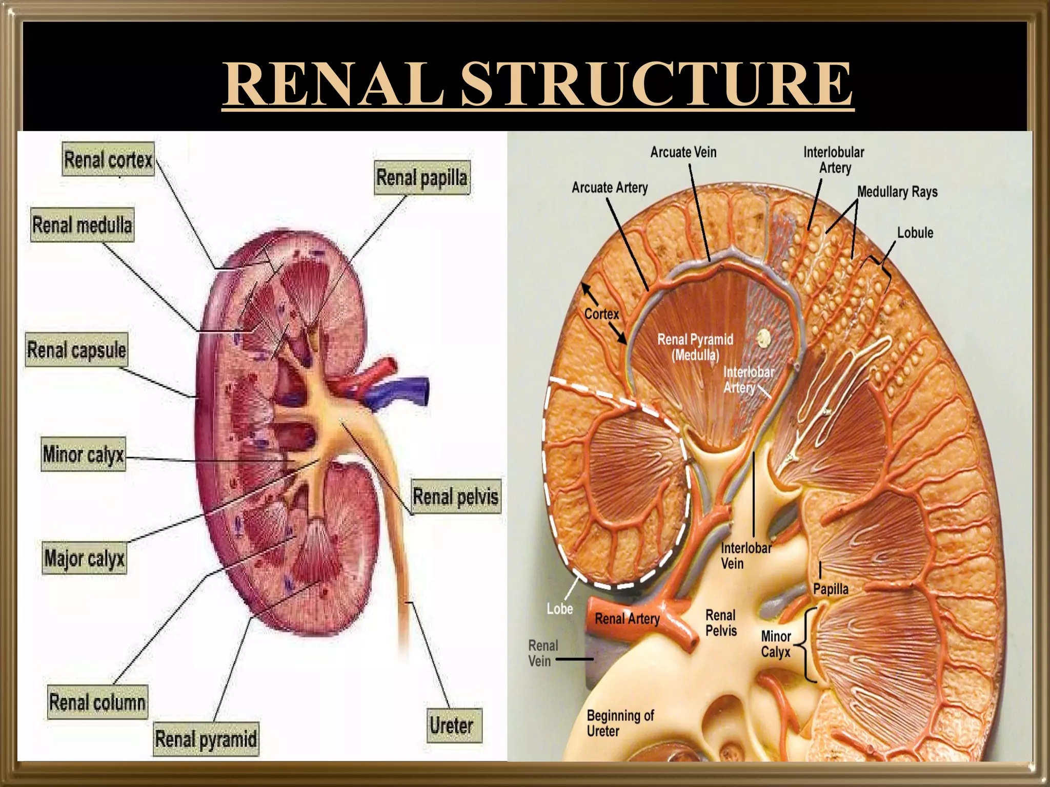 Gross structure of kidney and ureter | PPT
