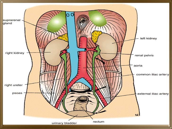 Gross Structure Of Kidney And Ureter