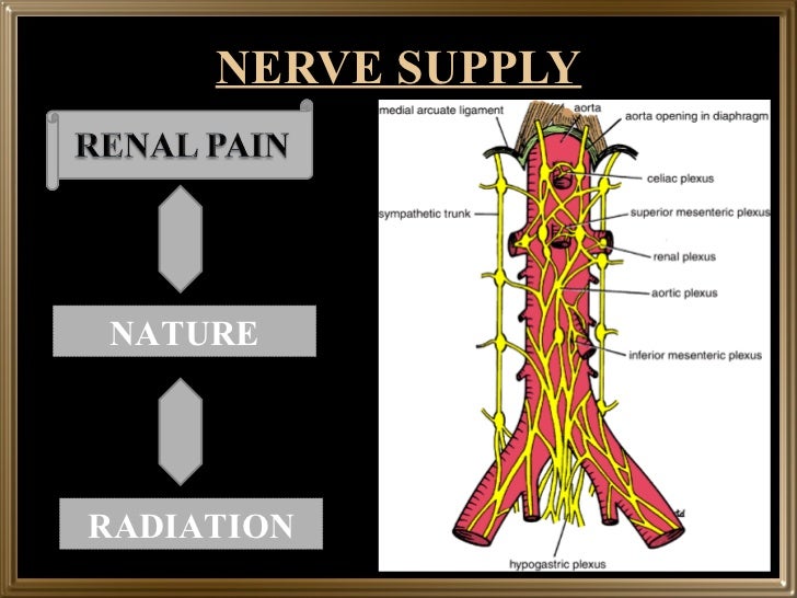 Gross structure of kidney and ureter