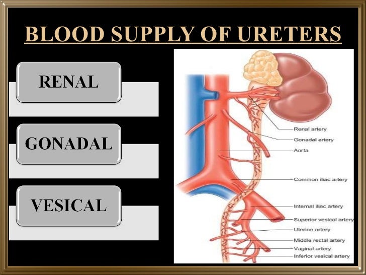 Gross structure of kidney and ureter