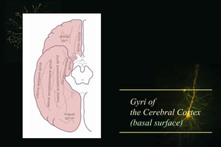 Gross structure of the brain | PPT