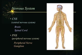 Nervous System    CNS (central nervous system) Brain  Spinal Cord    PNS (peripheral nervous system) Peripheral Nerve  G...