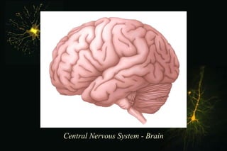 Central Nervous System - Brain 