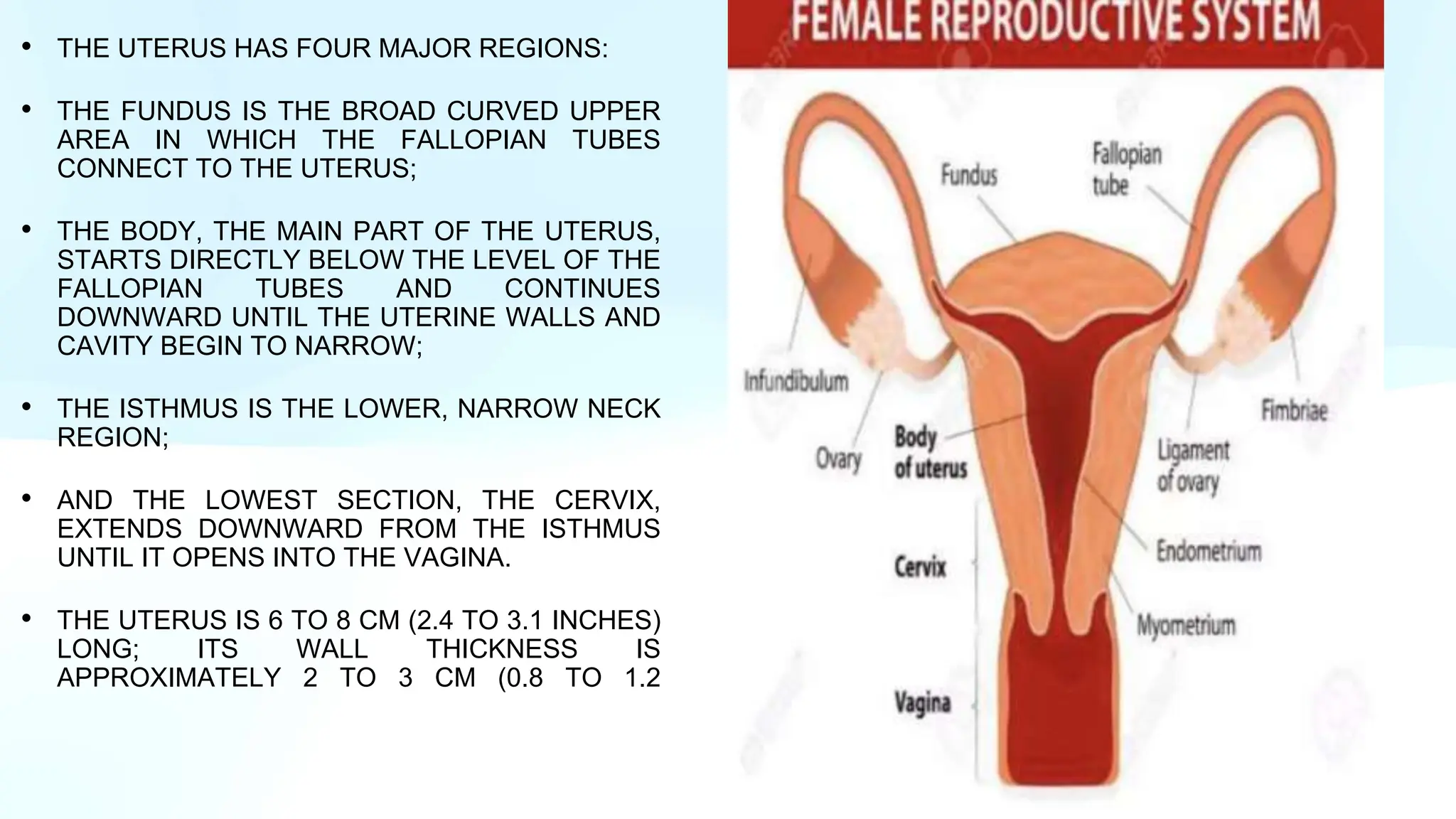 GROSS UTERUS with cervix and fallopian tube PPT.pptx
