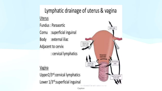 GROSS UTERUS with cervix and fallopian tube PPT.pptx