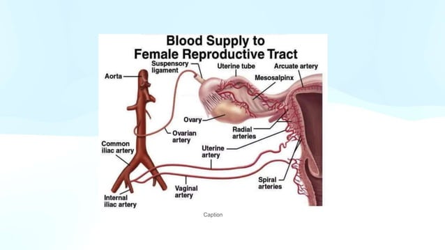 GROSS UTERUS with cervix and fallopian tube PPT.pptx