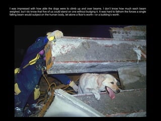 I was impressed with how able the dogs were to climb up and over beams. I don’t know how much each beam weighed, but I do know that five of us could stand on one without budging it. It was hard to fathom the forces a single falling beam would subject on the human body, let alone a floor’s worth—or a building’s worth.  