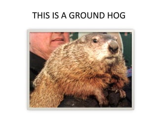 THIS IS A GROUND HOG
 