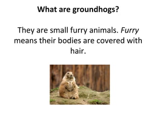 What are groundhogs?
They are small furry animals. Furry
means their bodies are covered with
hair.
 