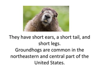 They have short ears, a short tail, and
short legs.
Groundhogs are common in the
northeastern and central part of the
United States.
 