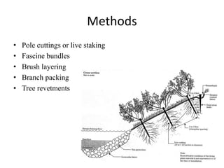 Methods
• Pole cuttings or live staking
• Fascine bundles
• Brush layering
• Branch packing
• Tree revetments
 