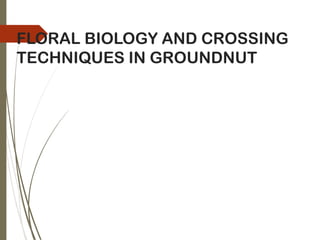 Stained Groundnut I.pdf Groundnut | PDF