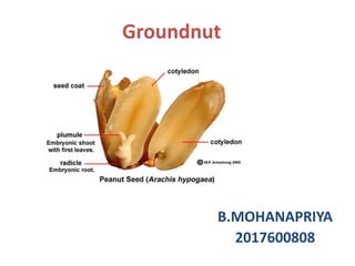 Groundnut
B.MOHANAPRIYA
2017600808
 