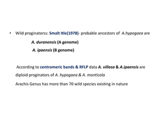 • Wild proginatorss: Smalt Itle(1978)- probable ancestors of A.hypogaea are
A. duranensis (A genome)
A. ipaensis (B genome)
According to centromeric bands & RFLP data A. villosa & A.ipaensis are
diploid proginators of A. hypogaea & A. monticola
Arachis Genus has more than 70 wild species existing in nature
 