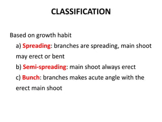 CLASSIFICATION
Based on growth habit
a) Spreading: branches are spreading, main shoot
may erect or bent
b) Semi-spreading: main shoot always erect
c) Bunch: branches makes acute angle with the
erect main shoot
 