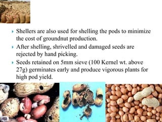 Stained Groundnut I.pdf groundnut-210409060922.pdf